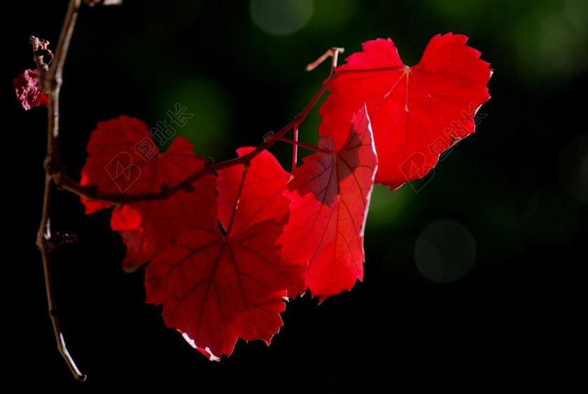 藤叶 葡萄园 酒厂 农业 叶 背光 阳光 红色 血红 秋