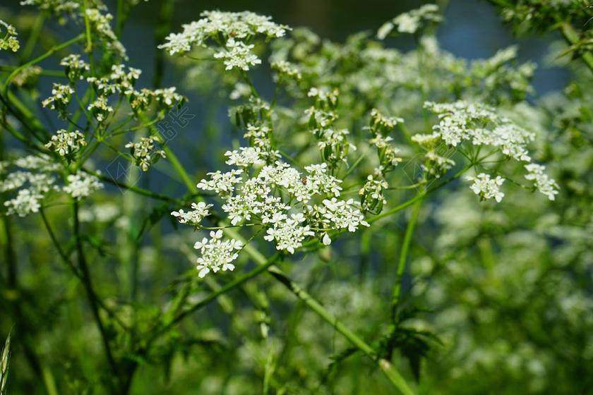 尖 山萝卜 鲜花 白 峨 CHAEROPHYLLUM 恩 牛香菜