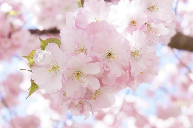 春天粉色的樱花背景图片