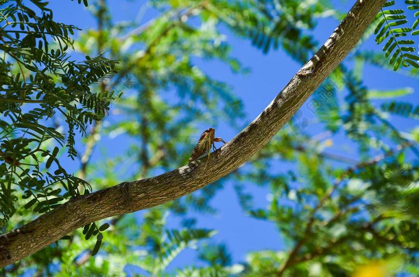 蝉 昆虫 干 树 夏季 性质 美国 内华达 红岩峡谷
