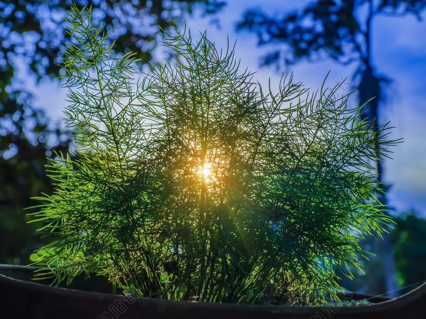 日落 太阳光线 阳光 梁 射线 新光 自然 此刻 景观