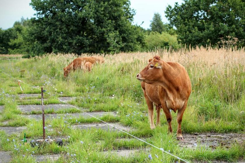牛 布朗 牛奶 牛肉 奶牛 放牧 草地