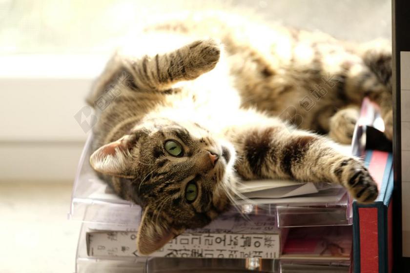 猫 宿醉 鲭鱼 在家 舒适 LOLL 宠物 乡村生活 享受