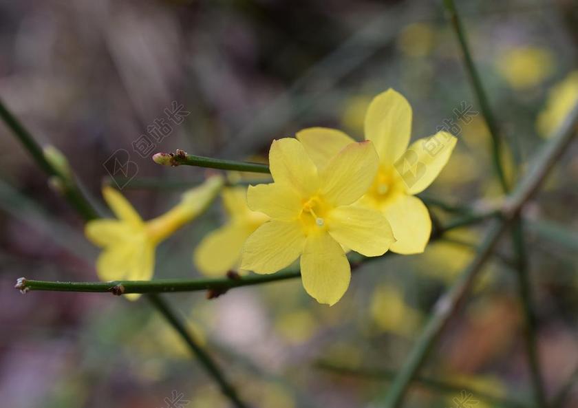 迎春花 花 装饰 开花 盛开 植物 自然 花园 冬天 灌木