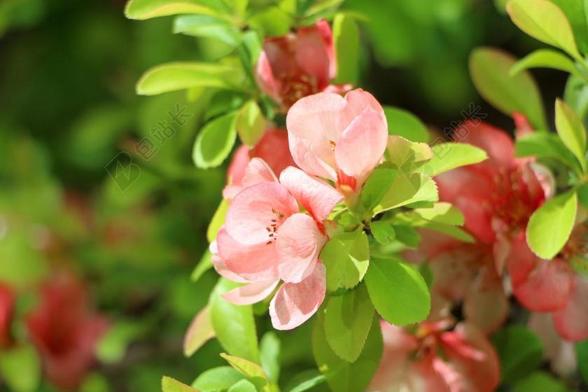 映山红 春天 映山红花朵 植物 4 月 鲜花 春天的花朵