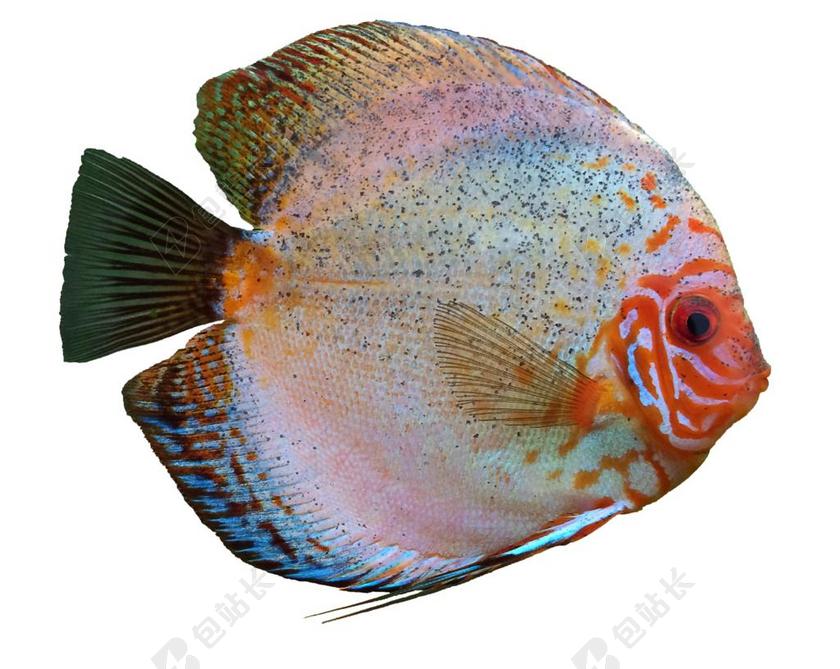 铁饼鱼 CICHLID 水族馆 孤立 淡水鱼