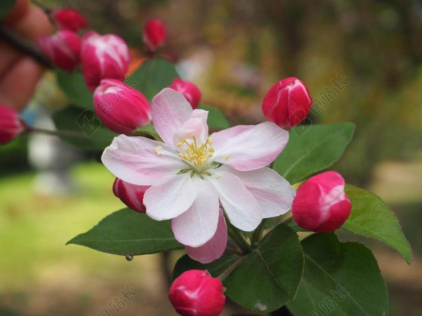 海棠花 春天 校园
