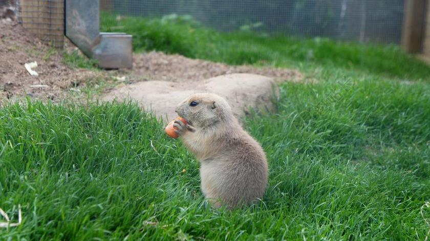 草原土拨鼠 吃 婴儿 野生动物 动物 自然 可爱 草原