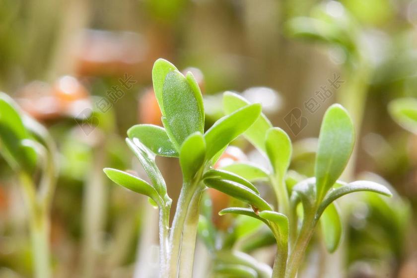水芹 幼苗 植物 新鲜的病菌 EMBRYOPHYTA 胚叶 萌节