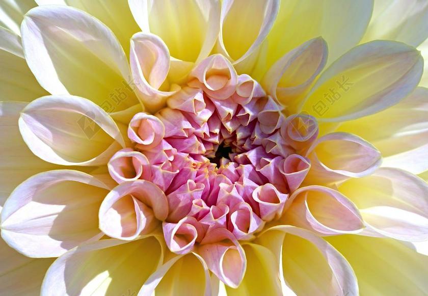 植物特写绽放的菊花花心背景图片