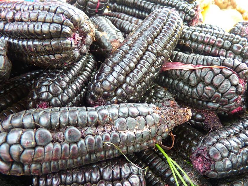 玉米 黑玉米 食品 玉米品种 谷物