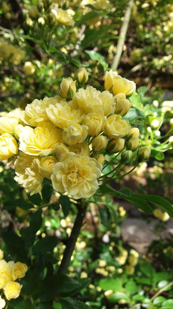 蔷薇 野外 四季