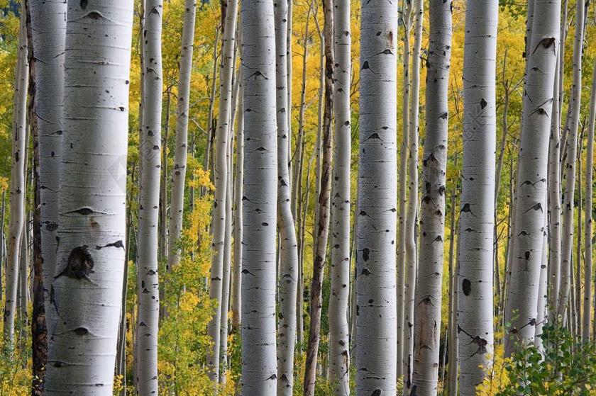 白桦树 森林 树干 模式 自然 伍兹 景观 树皮 户外