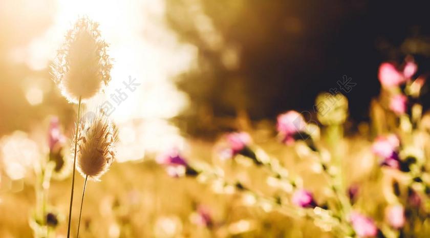 日落花海花丛自然植物背景图片
