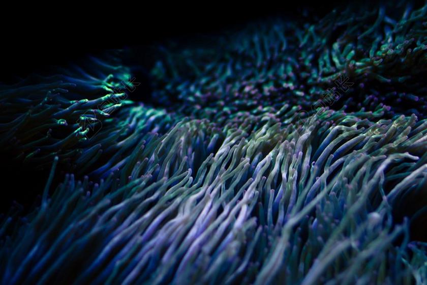 黑色水族馆海底生物生长背景图片