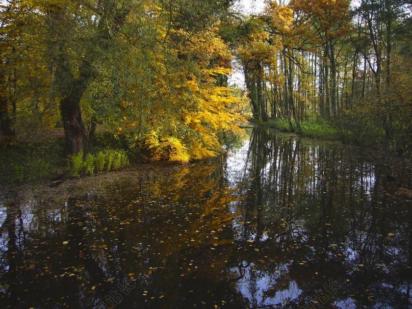 秋天的落叶 池塘 阳光 秋天的颜色 镜像 叶子 金色的秋天