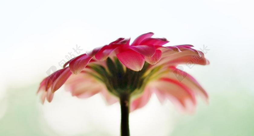 红色植物美丽盛开的菊花侧面照鲜花植物背景图片