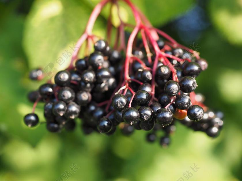 长老 ELDERBERRIES 浆果 水果 黑接骨木 持有人