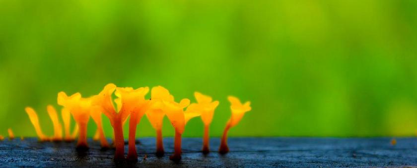 植物神奇木板上冒出的黄色菌类菌类植物户外背景图片