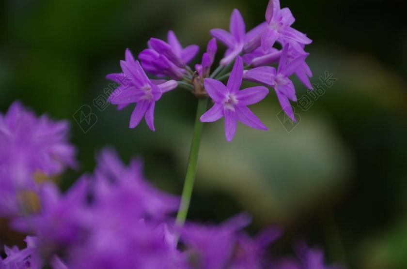 户外自然盛开鲜花花束背景图片