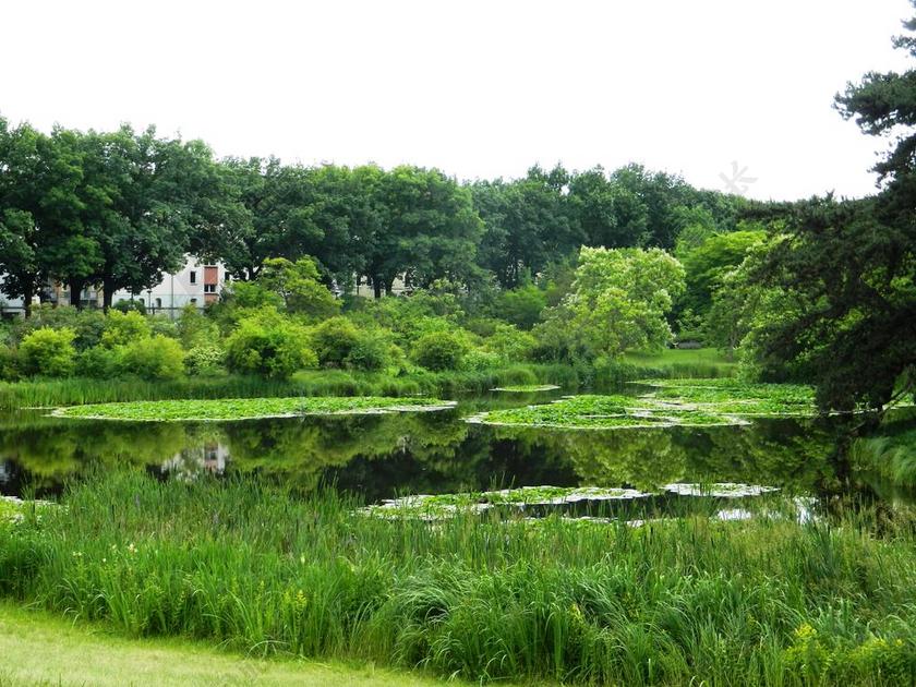 绿色户外景观自然植物草丛公园背景图片