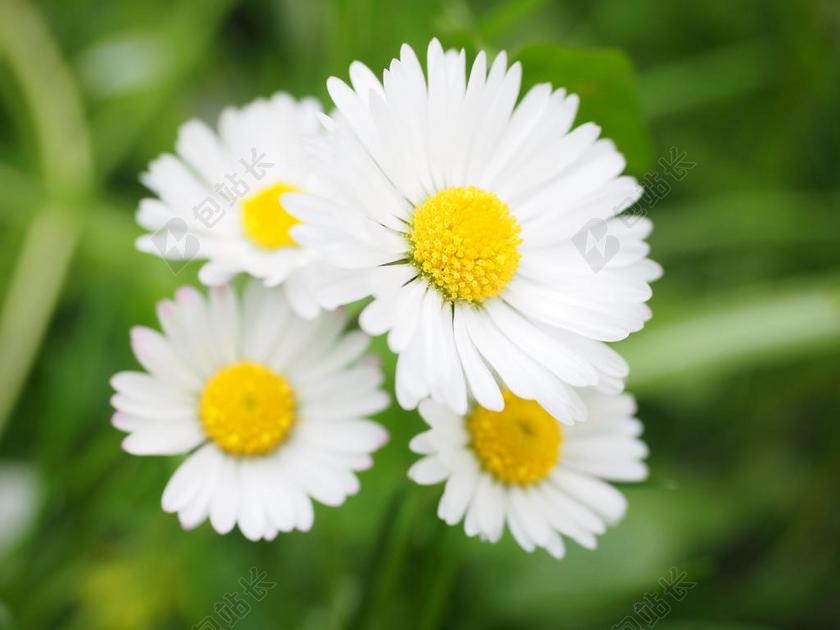 白色盛开雏菊自然景观植物背景图片