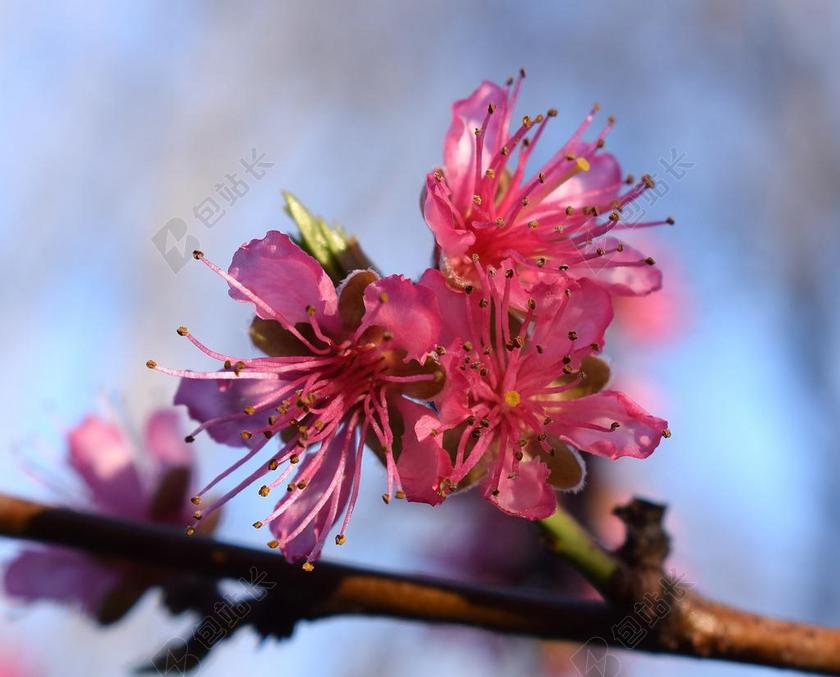 桃花 桃树 开花 花 盛开 春 自然 粉红色 树 植物