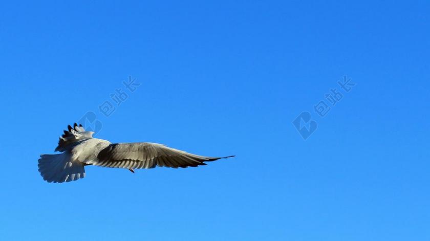 蓝色空中飞翔鸽子背景图片