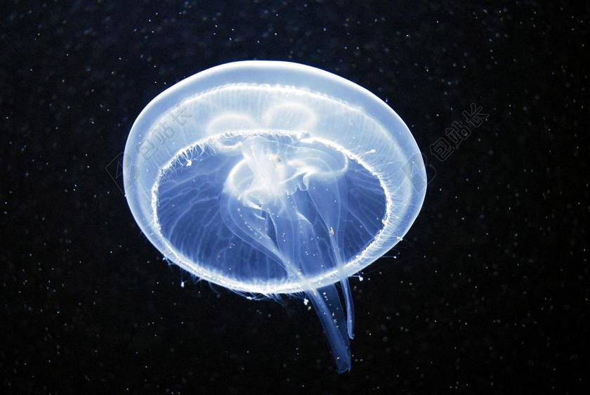 水母 水 海 海洋动物 软体动物