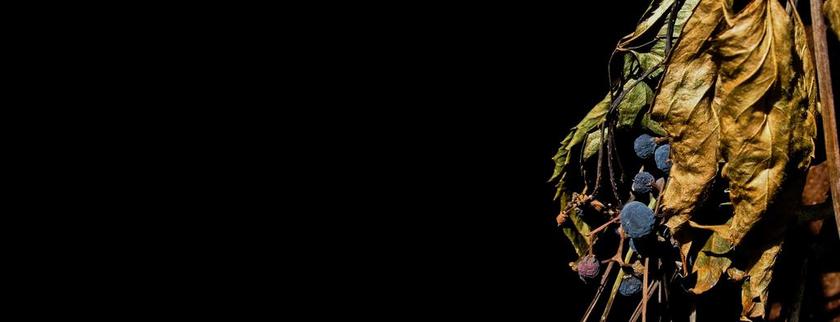 秋 秋天 季节 报价为背景 十月 九月 金秋时节 季节性