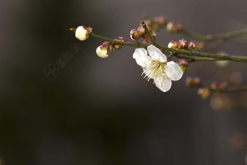 黑色盛开白色梅花自然植物背景图片