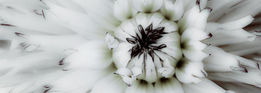 白色农业唯美大丽花种植园产物背景图片