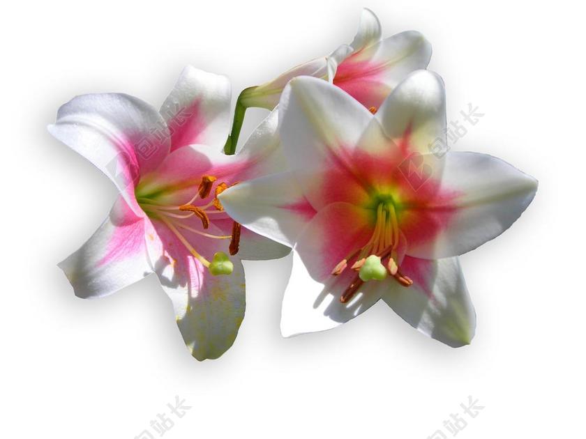 百合花 白 开花 百合 春天 盛开 花 开放 孤立 隔离