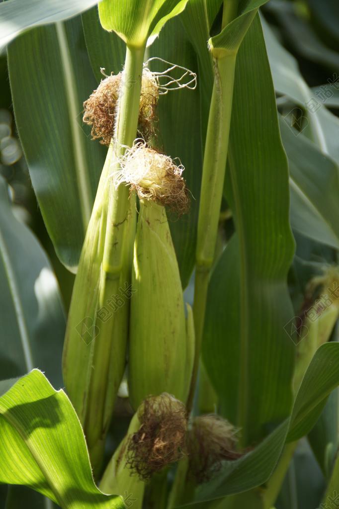绿色玉米果实食物植物农作物背景图片