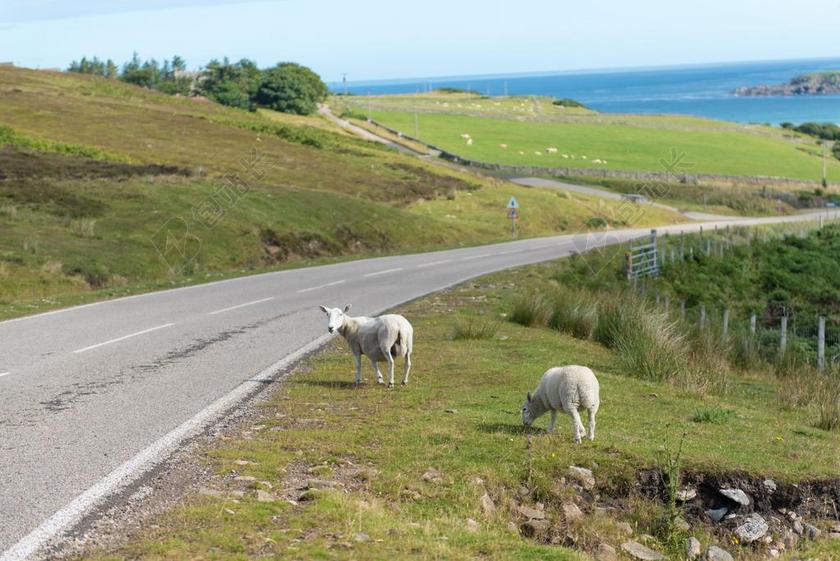 羊 羊群 草 绿色 草地 性质 羔羊 一群 牛 字段