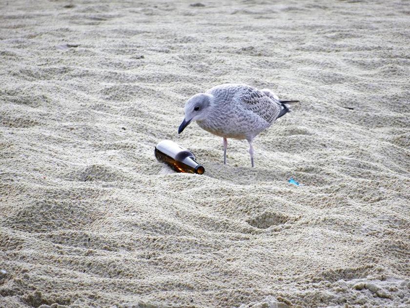 海鸥 飞 鸟 海滩 垃圾回收 水鸟 性质 野生鸟类 动物