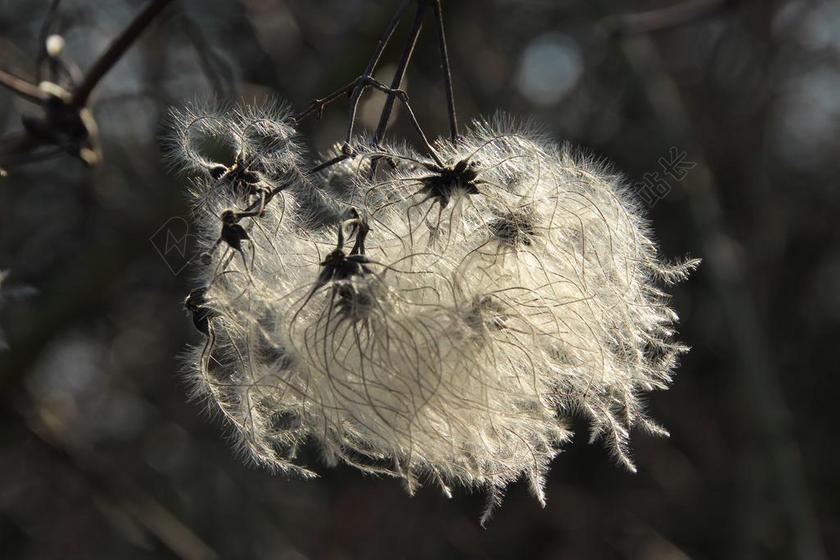 摄影自然开花起毛背景图片
