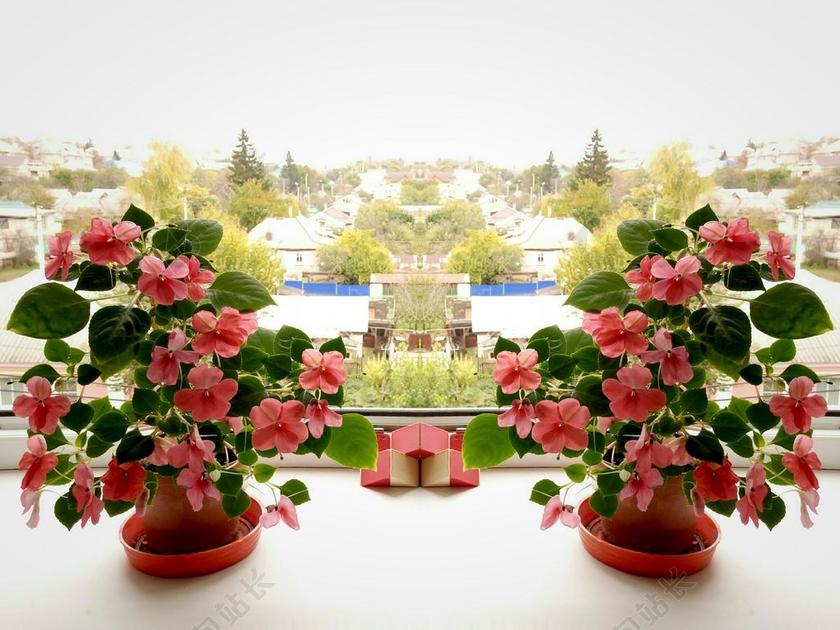 现代花卉苗圃盆景花卉自然景观背景图片