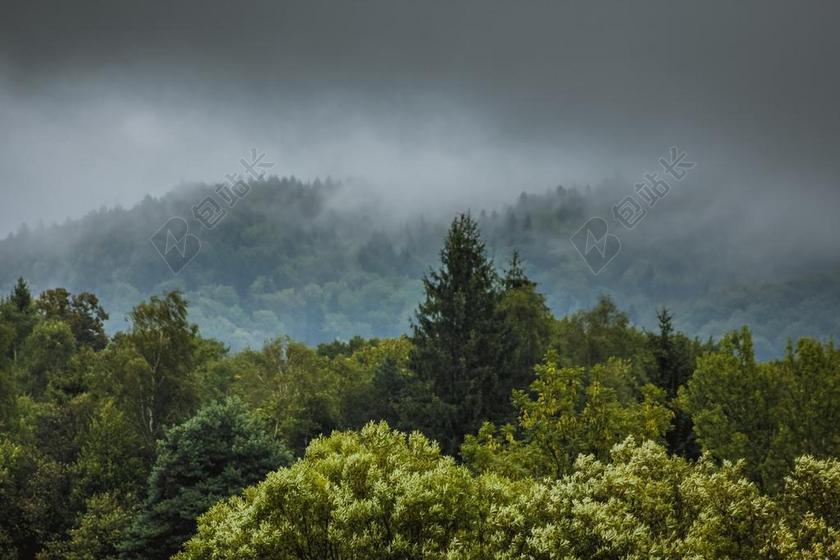 雾 段 雨 森林 树 叶子 叶 山 返回页首 景观 雨后
