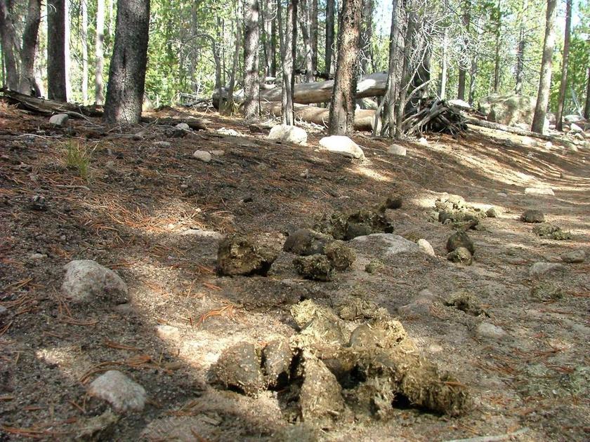 粪便 SCAT 马 路径 径 森林