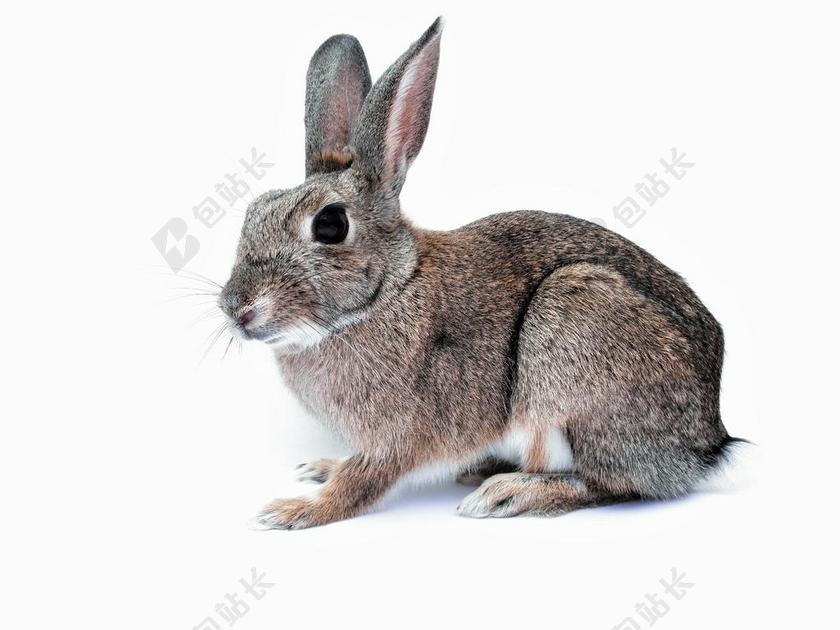 兔 兔子 宠物 可爱 孤立 白 背景