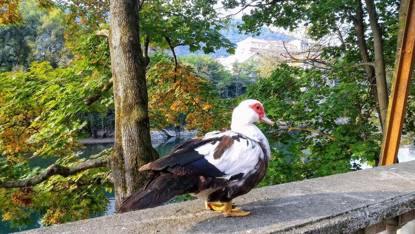 鸭 鸟 动物 性质 公园 干的树叶 鸭子 两足动物 水