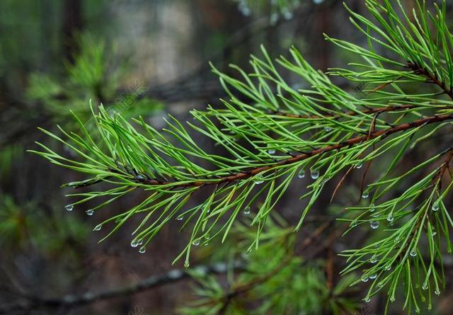 雨水落在松针 雨 滴 松树 针 树 松 自然 植物 湿