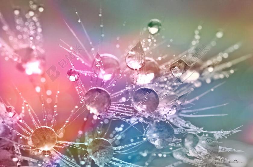 一滴水 珠绣 雨滴 滴 露珠 水 蒲公英的种子 表面张力