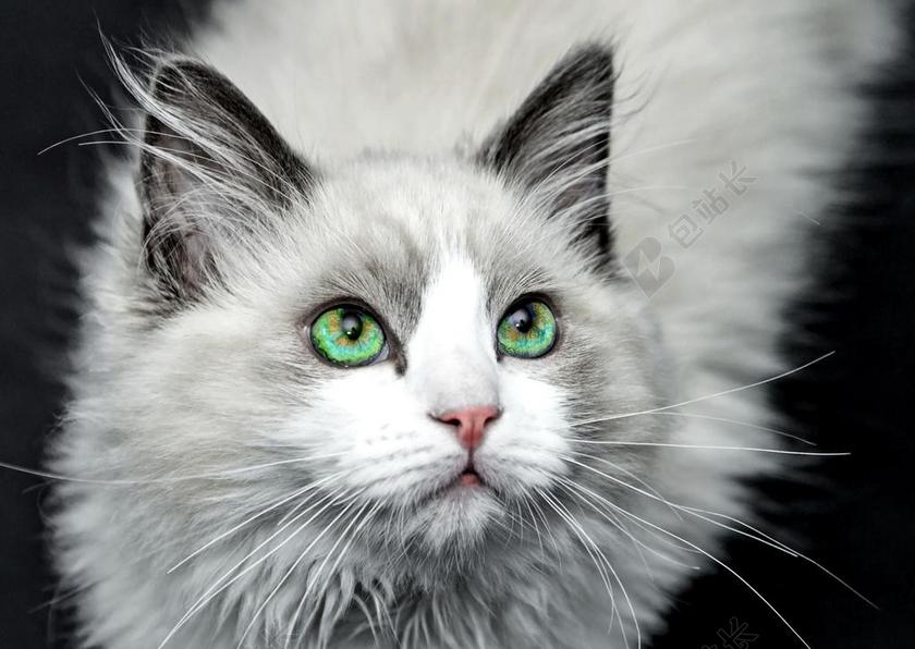 唯美毛绒绒的波斯猫背景图片