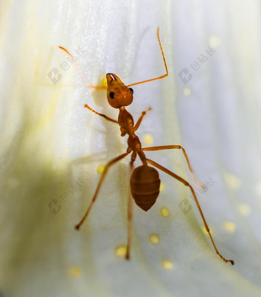 红蚂蚁 蚂蚁 宏 昆虫