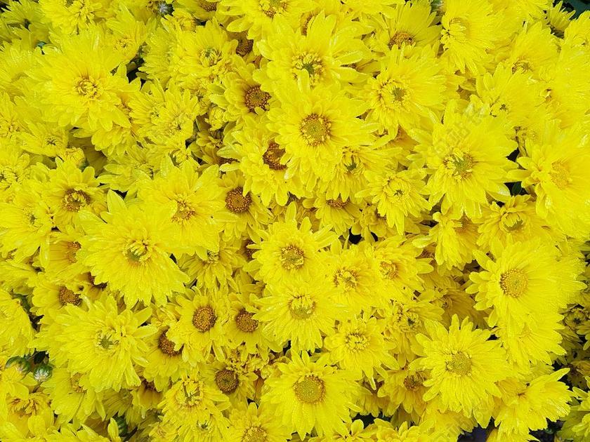 营销销售堆积的秋菊背景图片