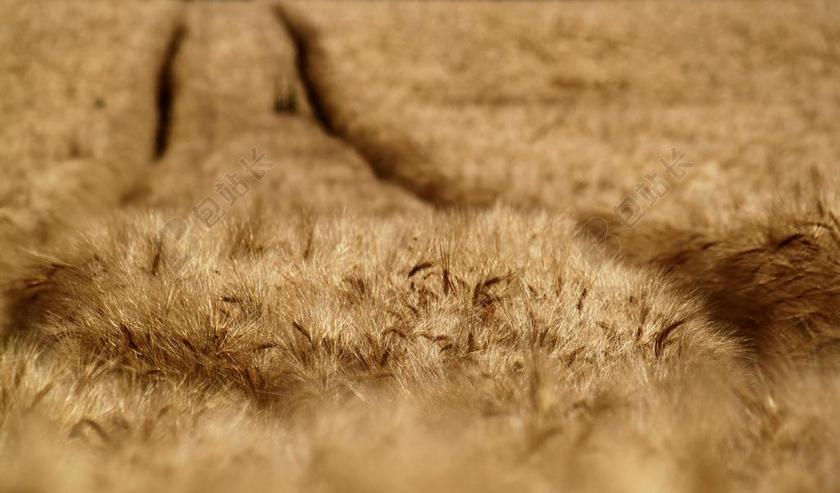 麦田 字段 谷物 夏季 农业 耕地 粮食 收获 穗 性质