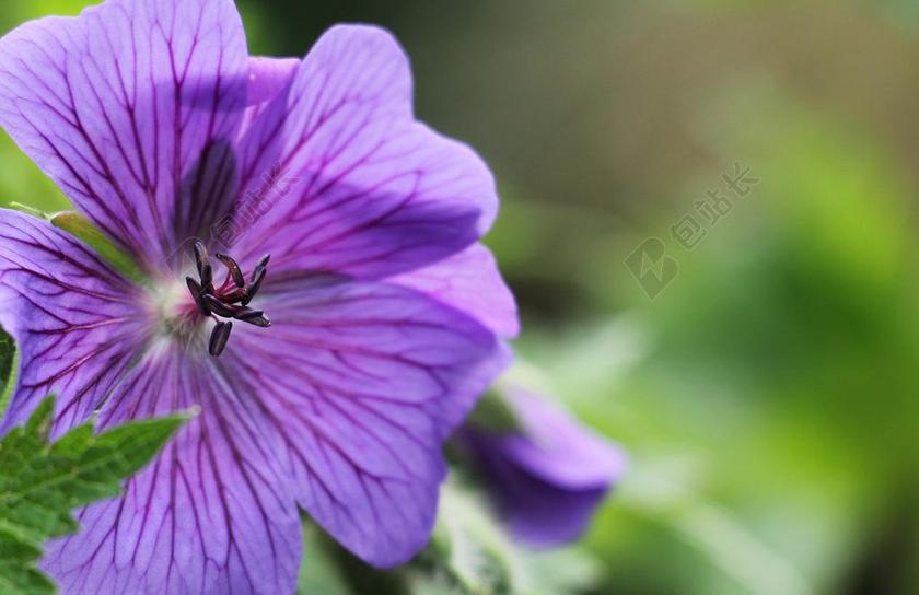 紫色植物小巧盛开的紫色鲜花植物装饰背景图片