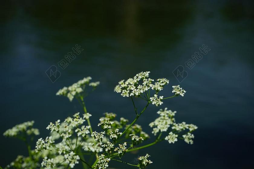 尖 山萝卜 鲜花 白 峨 CHAEROPHYLLUM 恩 牛香菜
